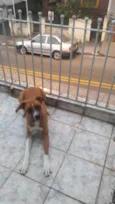 Macarena