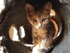 Gato raça SRD-ViraLata idade 2 a 6 meses nome Lara