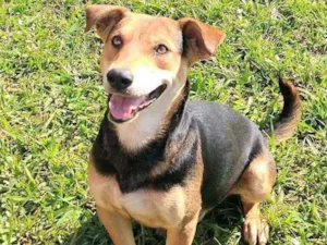 Cachorro raça Sdr idade 1 ano nome Peter