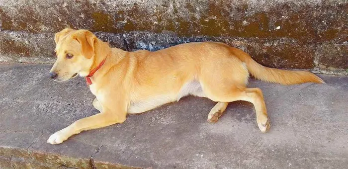 Cachorro ra a Vira-lata idade 2 anos nome Tigresa