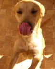 Tigresa
