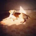 Tigresa