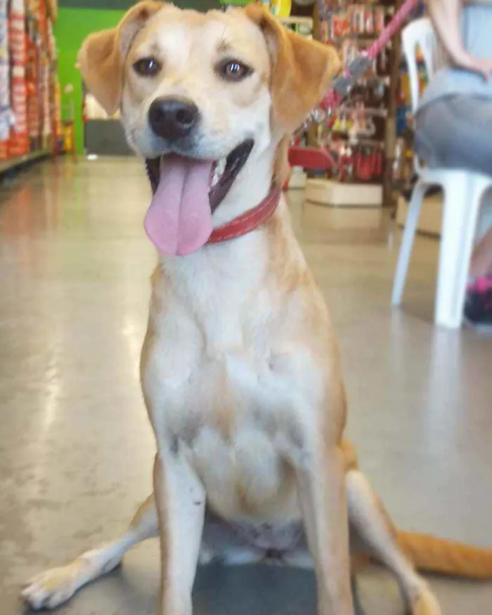 Cachorro ra a Vira-lata idade 2 anos nome Tigresa