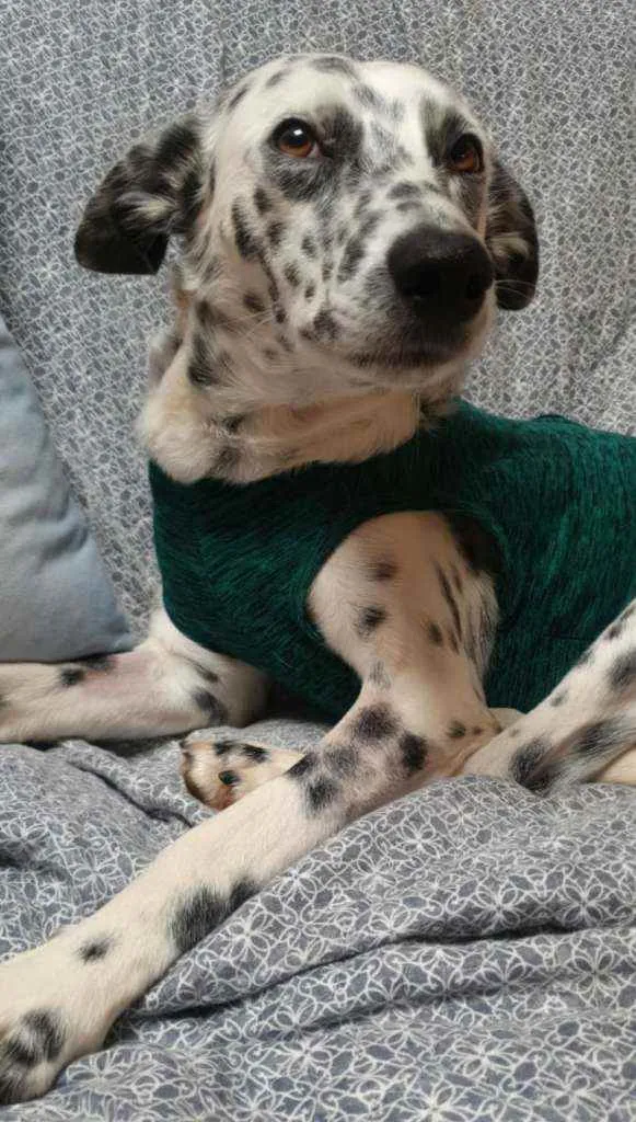 Cachorro ra a SRD idade 1 ano nome LUNA