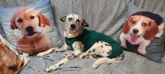 Cachorro ra a SRD idade 1 ano nome LUNA