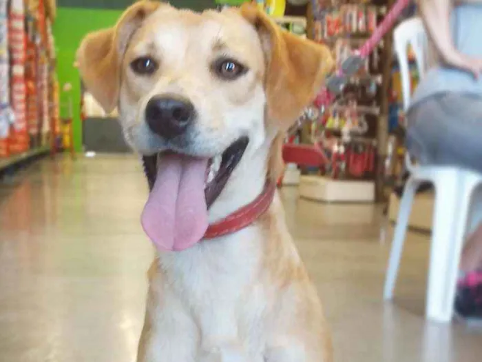 Cachorro ra a Vira-lata idade 2 anos nome Tigresa