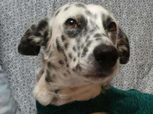 Cachorro ra a SRD idade 1 ano nome LUNA