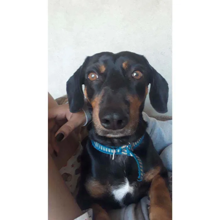 Cachorro ra a Dachshund idade 5 anos nome Billy