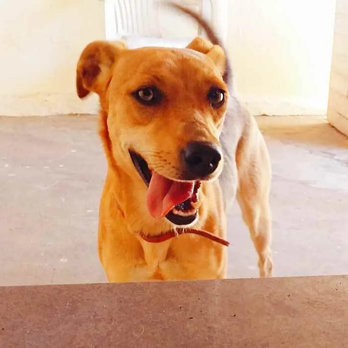 Cachorro ra a Vira-lata idade 2 anos nome Eclipse