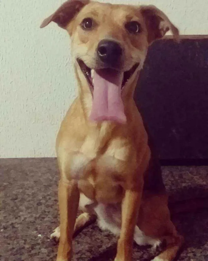 Cachorro ra a Vira-lata idade 2 anos nome Eclipse