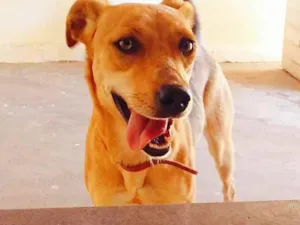 Cachorro raça Vira-lata idade 2 anos nome Eclipse