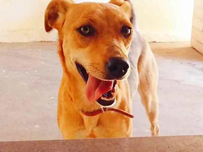 Cachorro ra a Vira-lata idade 2 anos nome Eclipse