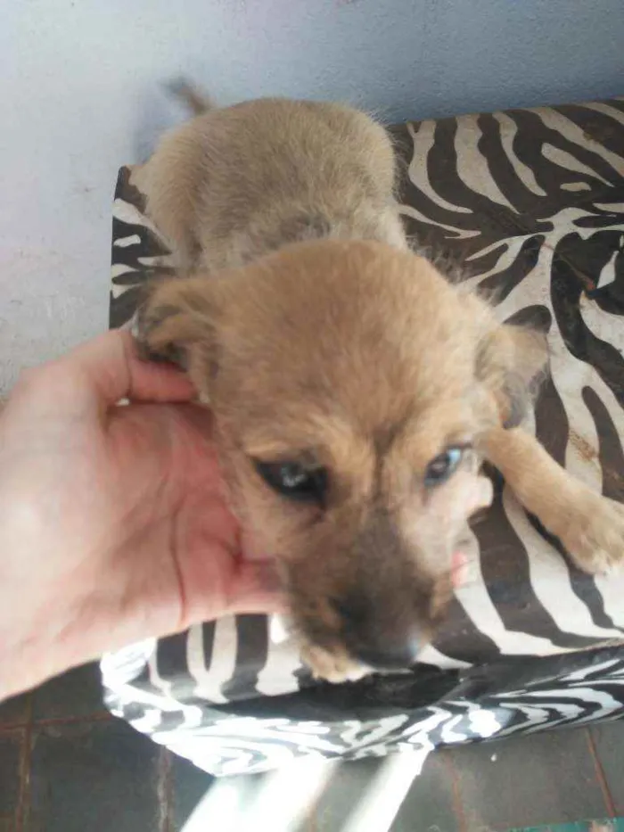 Cachorro raça vira lata idade 2 a 6 meses nome Sem nome