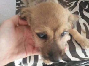 Cachorro raça vira lata idade 2 a 6 meses nome Sem nome