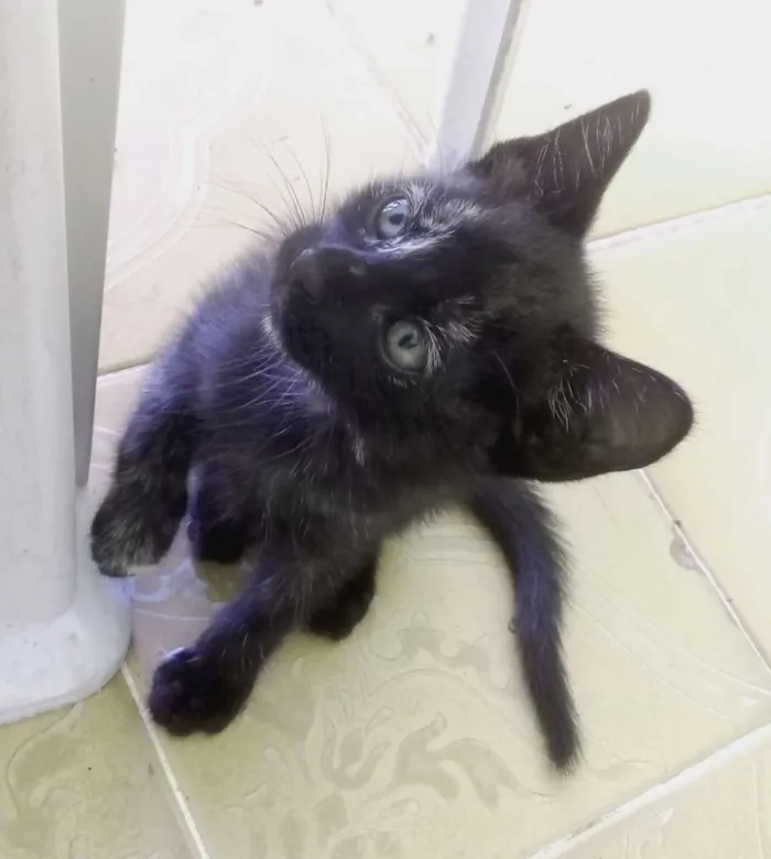 Gato ra a SRD-ViraLata idade 2 a 6 meses nome Filó