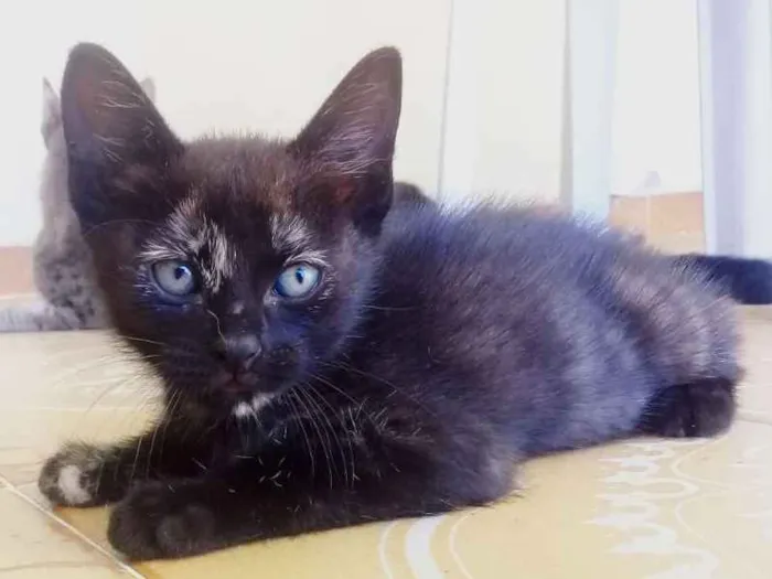 Gato ra a SRD-ViraLata idade 2 a 6 meses nome Filó