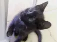 Filó
