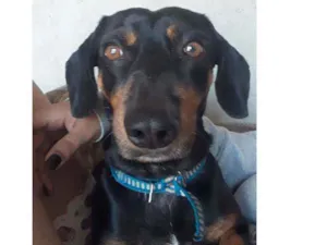 Cachorro raça Dachshund idade 5 anos nome Billy