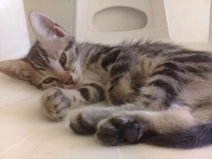Gato ra a SRD-ViraLata idade 2 a 6 meses nome Violeta
