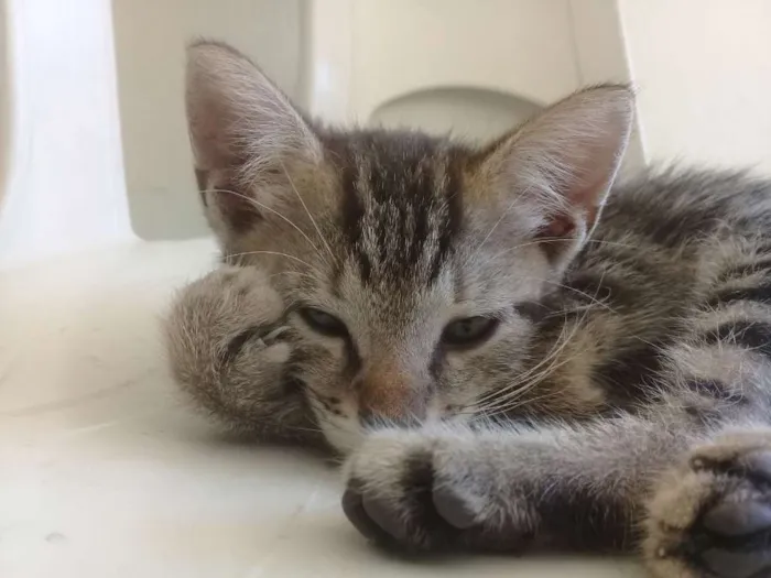 Gato ra a SRD-ViraLata idade 2 a 6 meses nome Violeta
