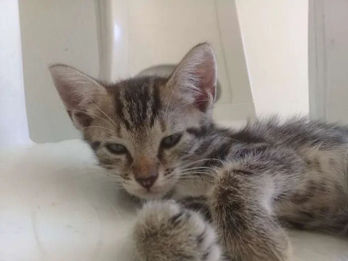 Gato ra a SRD-ViraLata idade 2 a 6 meses nome Violeta