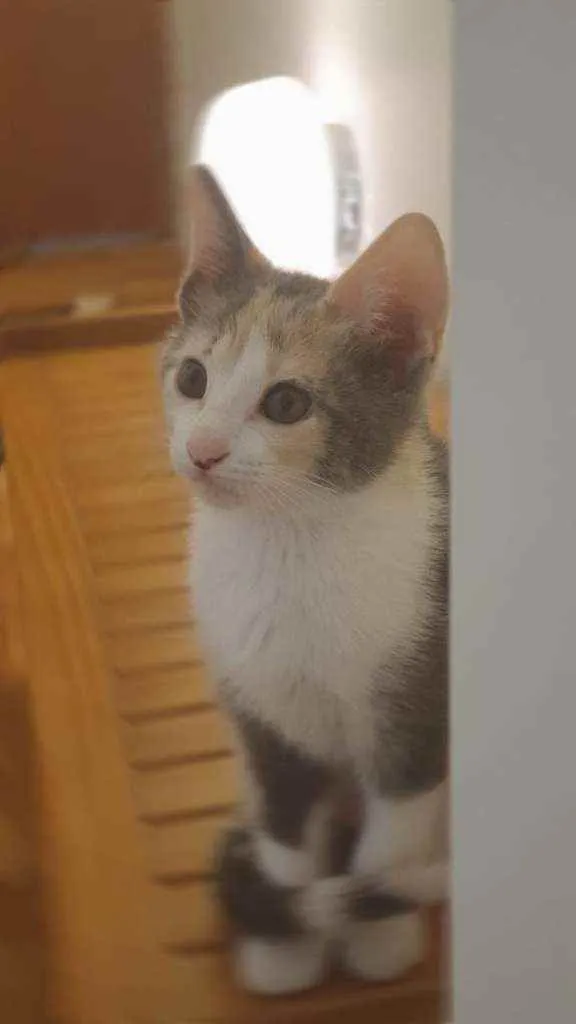 Gato raça SRD idade 1 ano nome Flora