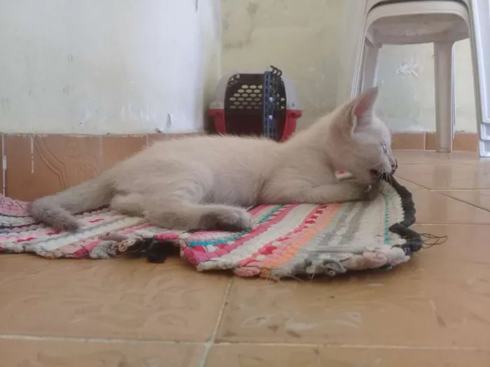 Gato ra a SRD-ViraLata idade 2 a 6 meses nome Joaquina