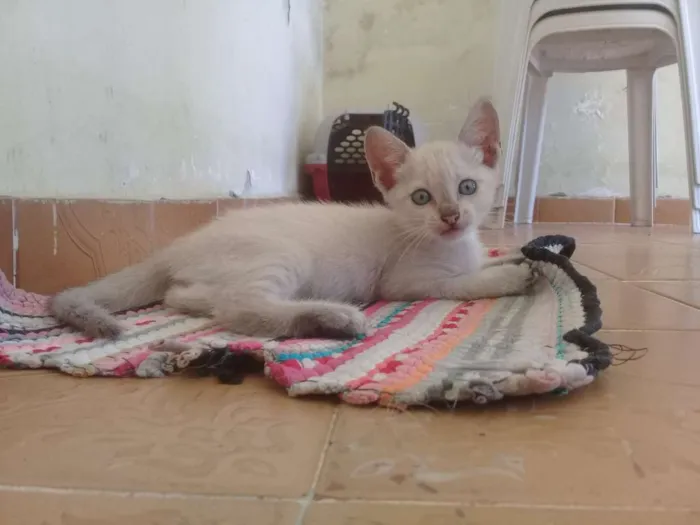 Gato ra a SRD-ViraLata idade 2 a 6 meses nome Joaquina
