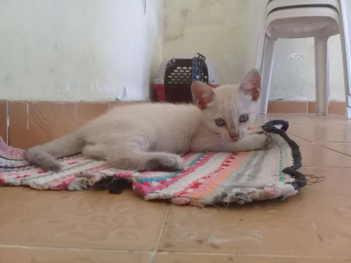 Gato ra a SRD-ViraLata idade 2 a 6 meses nome Joaquina