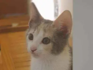 Gato raça SRD idade 1 ano nome Flora