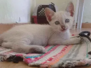 Gato raça SRD-ViraLata idade 2 a 6 meses nome Joaquina