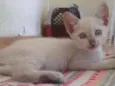 Joaquina