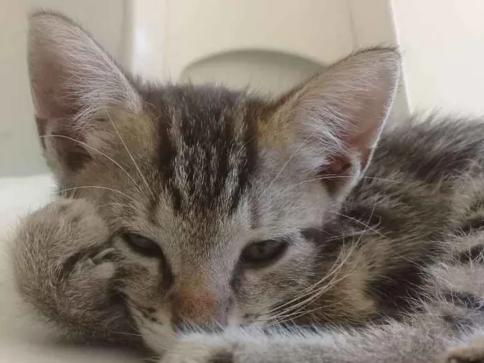Gato ra a SRD-ViraLata idade 2 a 6 meses nome Violeta