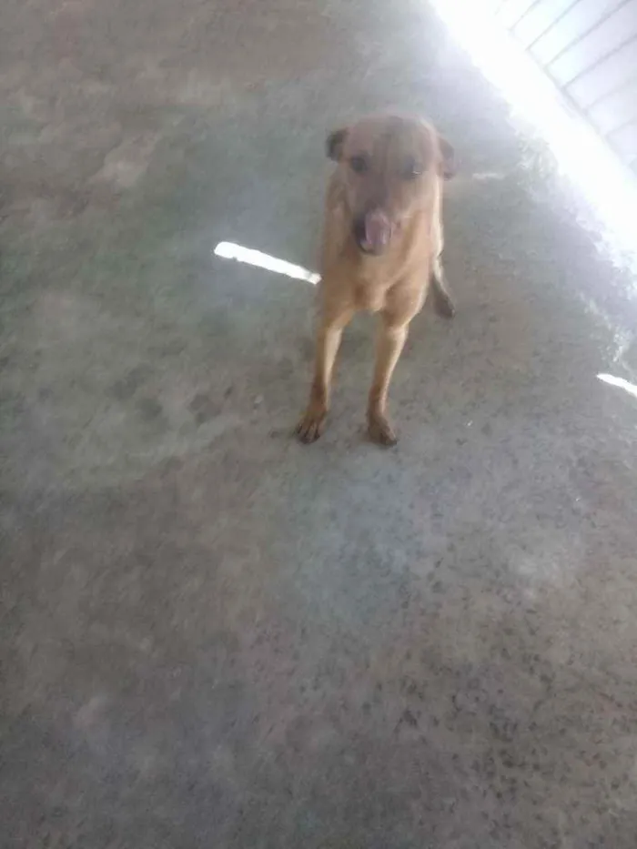 Cachorro ra a Vira lata idade 1 ano nome Boby