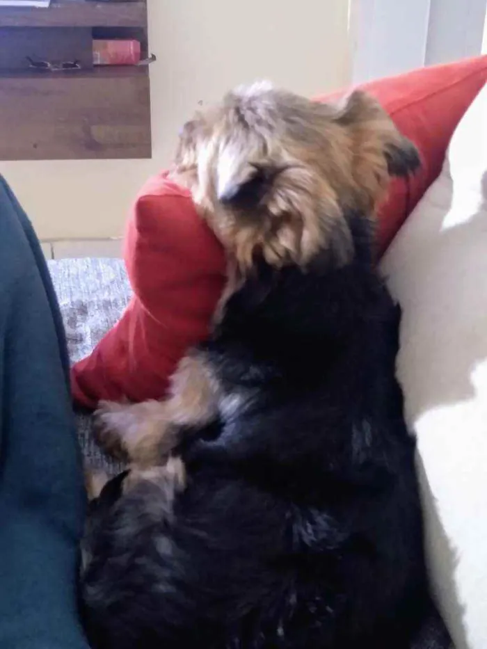 Cachorro ra a Yorkshire idade 3 anos nome Nick
