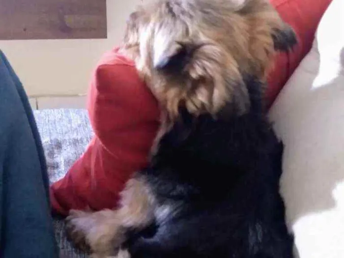 Cachorro ra a Yorkshire idade 3 anos nome Nick