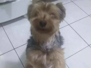 Cachorro raça Yorkshire idade 3 anos nome Nick