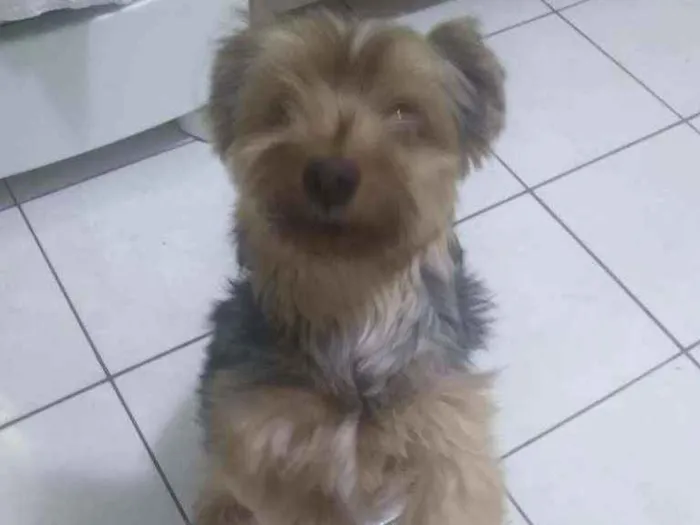 Cachorro ra a Yorkshire idade 3 anos nome Nick