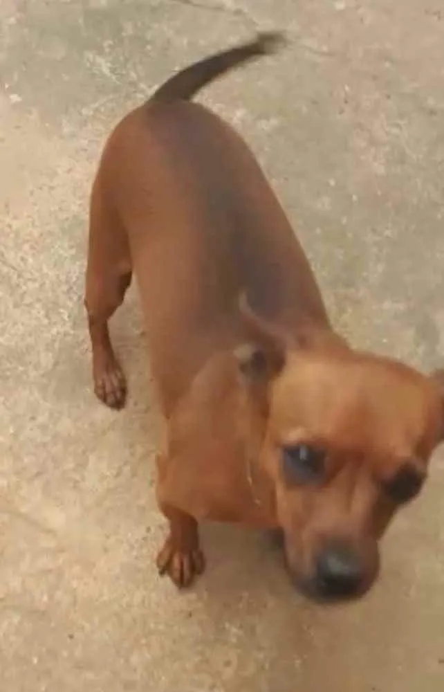Cachorro ra a Mestiça  idade 2 a 6 meses nome Teca 