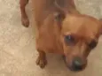 Teca 