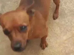 Cachorro raça Mestiça  idade 2 a 6 meses nome Teca 