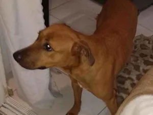 Cachorro raça Mestiça  idade 2 anos nome Dara