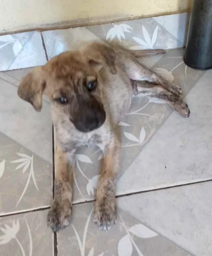 Cachorro ra a Mestiço  idade 2 a 6 meses nome Max 