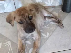 Cachorro raça Mestiço  idade 2 a 6 meses nome Max 