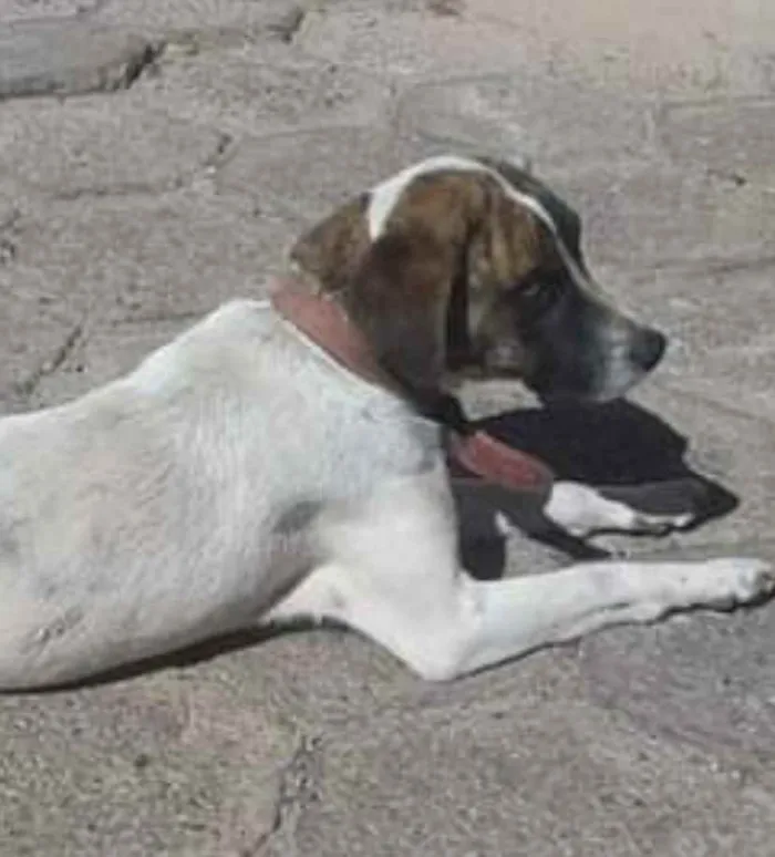 Cachorro ra a Mestiço  idade 7 a 11 meses nome Thor 