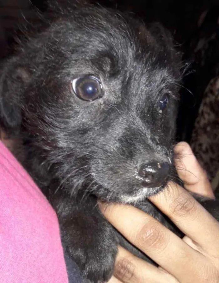 Cachorro ra a Mestiça  idade 2 a 6 meses nome Julie 