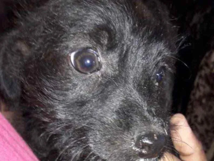 Cachorro ra a Mestiça  idade 2 a 6 meses nome Julie 