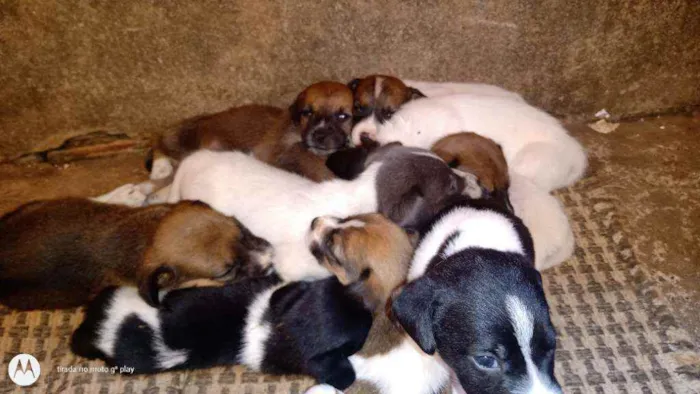 Cachorro ra a SRD idade Abaixo de 2 meses nome Filhotes