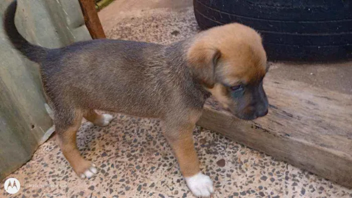 Cachorro ra a SRD idade Abaixo de 2 meses nome Filhotes