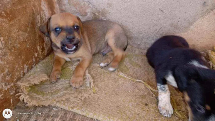 Cachorro ra a SRD idade Abaixo de 2 meses nome Filhotes